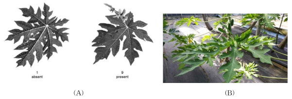 파파야에서 2차 잎의 존재 여부. (A), 2차 잎 여부 비교; (B), ‘Callina’의 2차 잎