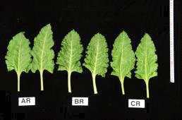 계통별 잎 비교 AR, AU410(한농바이오);　BR, 터키 도입종; CR, 2016년 7월 자체 채종
