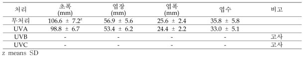 다육식물 ‘콜로라타’ UV광 처리