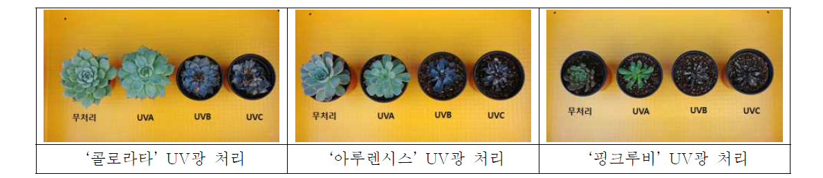 주요 다육식물 UV광 처리