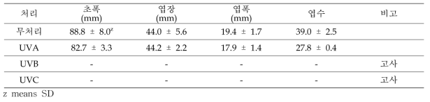 다육식물 ‘아루렌시스’ UV광 처리