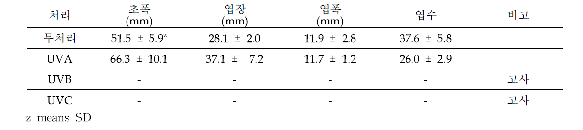 다육식물 ‘핑크루비’ UV광 처리