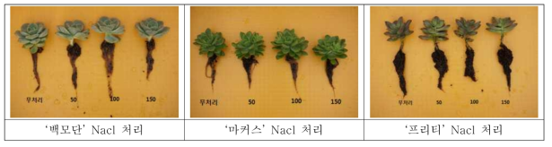 NaCl 처리 후 사진