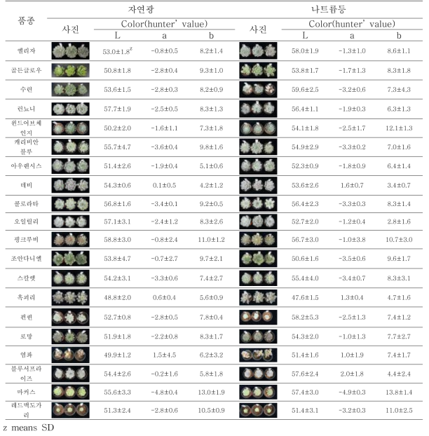 자연광 및 나트륨등 보광(8시간)에 따른 다육식물 색상비교(2개월 후)