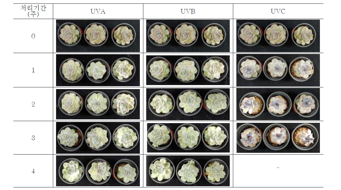 UV광 조사에 따른 다육식물 ‘블루서프라이즈’