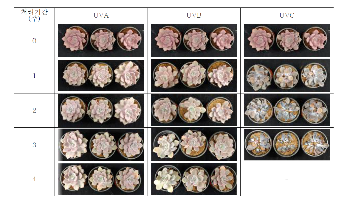 UV광 조사에 따른 다육식물 ‘데비’