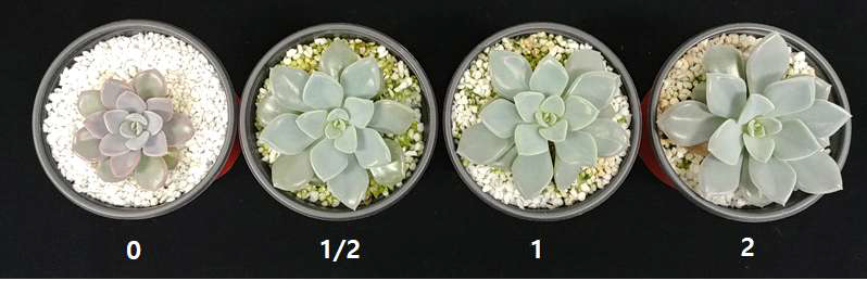 다육식물 ‘데비’ 양액공급에 따른 색상변화