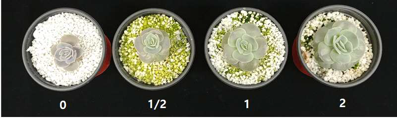 다육식물 ‘블루서프라이즈’ 양액공급에 따른 색상변화