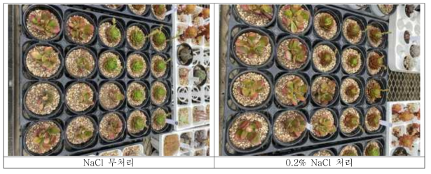 수출된 NaCl 처리 다육식물 2종