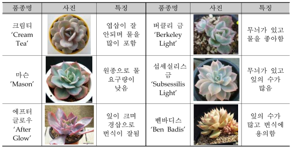 본 연구에 사용된 번식이 어려운 에케베리아(Echeveria) 6품종