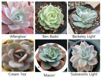 Six cultivars of Echeveria genus used in this study