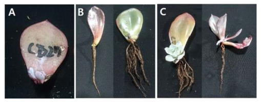 Cuttings with a shoot (A), adventitious roots (B), and a shoot and adventitious roots (C) at 60 days after cutting. 60일차에 측정한 신초(A), 부정근(B), 신초와 부정근(C)의 삽수