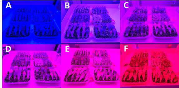 밀폐형 식물공장 시스템 내 에케베리아 엽삽 시 LED 파장처리: B10(A), B8R2(B), B6R4(C), B4R6(D), B2R8(E), R10(F) 처리