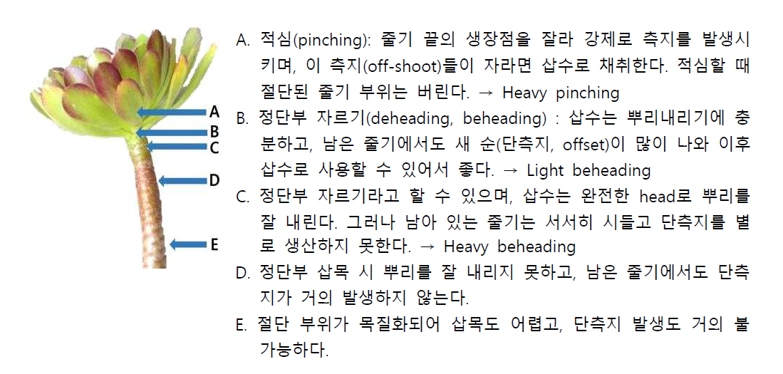 줄기 절단(삽수 채취) 부위에 따른 삽목 성패 및 측지(off-shoot) 및 단측지(offset) 발생 양상