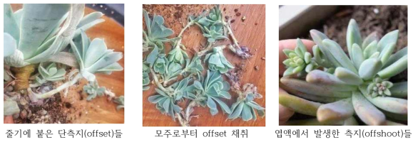 Offsets (좌, 중) and offshoots (우) of Echeveria
