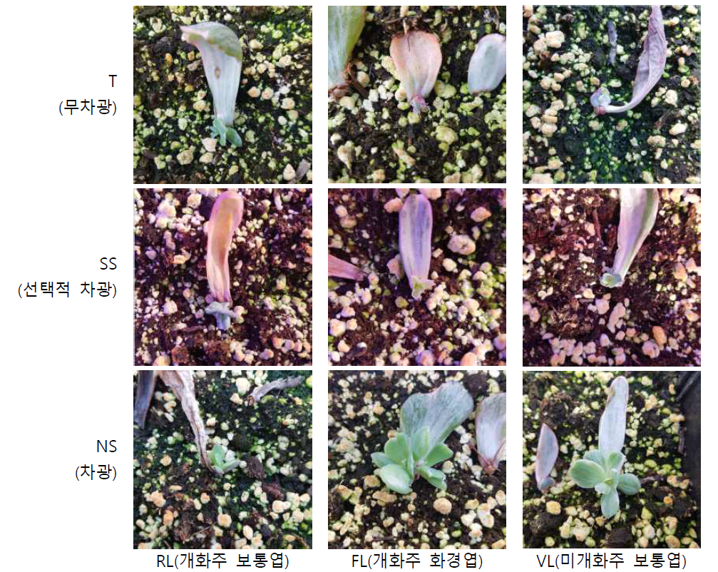 3가지 광환경(T, SS, NS) 하에서 에케베리아 ‘버클리 금’의 삽수 종류에 따른 삽목 40일 모습