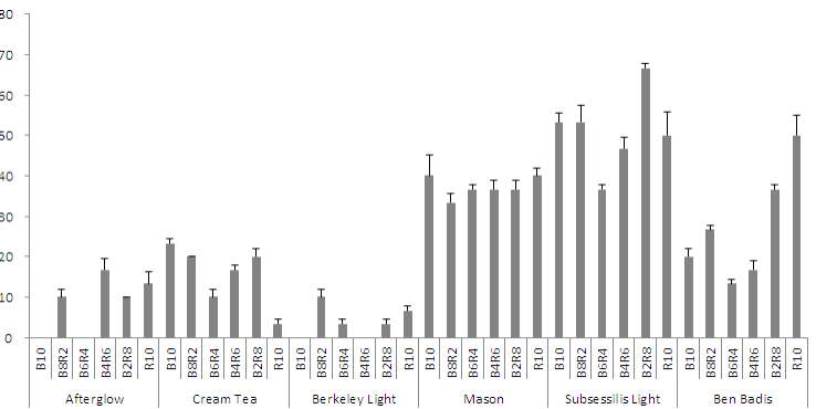 LED 파장(B:R)에 따른 에케베리아 6품종의 식물공장 내 엽삽 15일째 발근율(%)