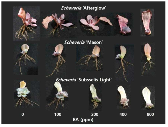 BA 처리 농도에 따른 에케베리아 3품종의 신초 형성 및 발근 양상