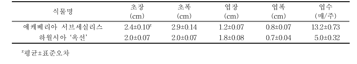 기내 배양 다육식물 묘소질