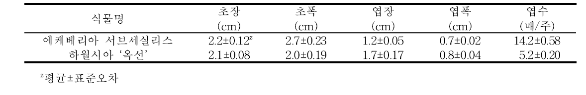 기내배양 다육식물 묘소질