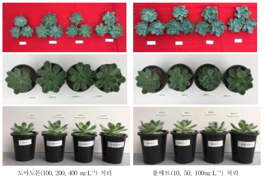 생장조정제 처리 후 생육모습