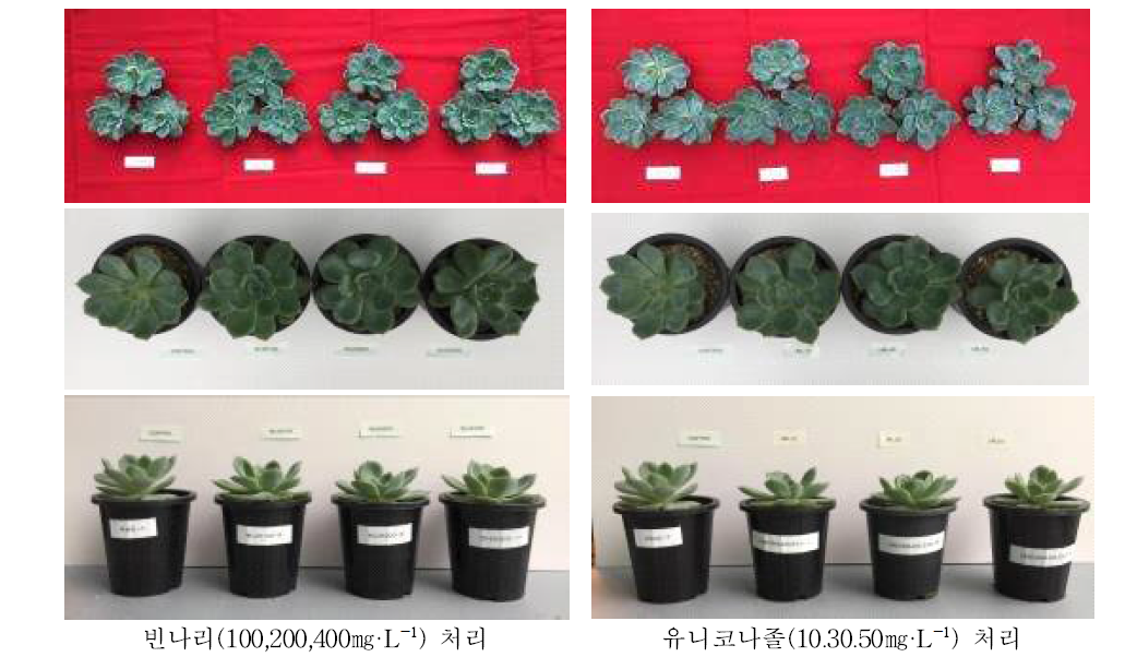 생장조정제 처리 후 생육모습