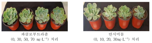 재정식 1개월 후 생육모습(저장온도 15℃)