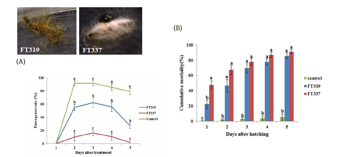 선발 FT319, FT337 균주의 배추좀나방 생육단계별(번데기, 알) 방제효과 (A : pupae, B : egg )