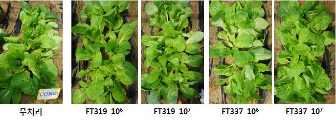 선발 FT319, FT337균주의 배추좀나방 방제효과(2018, 봄)