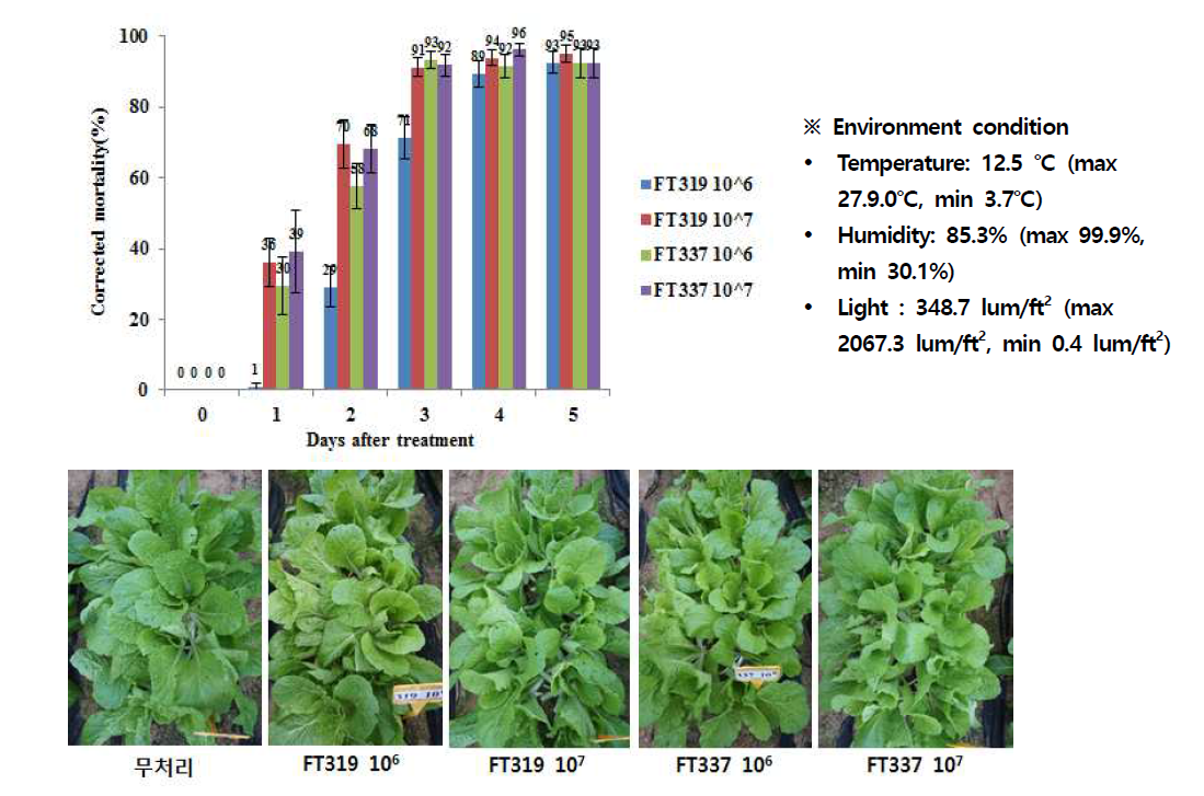 선발 FT319, FT337균주의 배추좀나방 방제효과(가을)