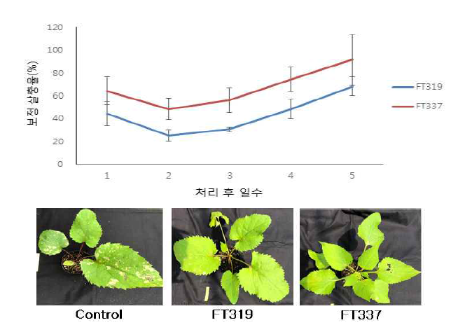 선발 FT319, FT337균주의 취나물 배추좀나방(3령 유충) 방제효과