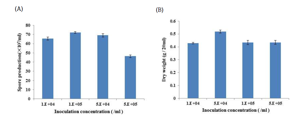 선발 FT337균주의 대량배양을 위한 최적 접종농도 ((A): blastospore, (B): 균체의 건조중)