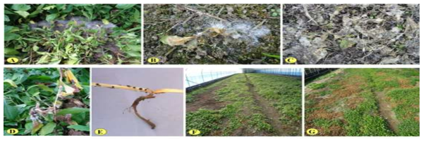 Symptoms and damages of Aster yomena Sclerotinia rot caused by Sclerotinia minor in Gurye. A~B, diseased plant and soil surface covered with white and fluffy mycelia of S. minor and watery soft lesions of plants on November in 2016; C, dried diseased plants on soil; D, diseased stems of a plant with white and fluffy mycelia of S. minor , E; black small sclerotia of S. minor inside diseased stem; F, damage in greenhouse; G, damage in open field