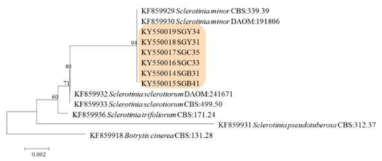 Phylogenetic relationship between Sclerotinia minor and some reference isolates retrieved from GenBank, inferred by neighbor-joining method using the internal transcribed spacer rDNA region. Bootstrap values based on 1,000 replications are indicated above the branches and the scale bar represents 0.002 nucleotide substitutions per site