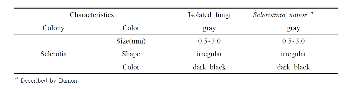 Comparison between morphological characteristics of the isolates obtained from Sclerotinia rot of Aster yomena on PDA agar medium and previously reported as Sclerotinia minor