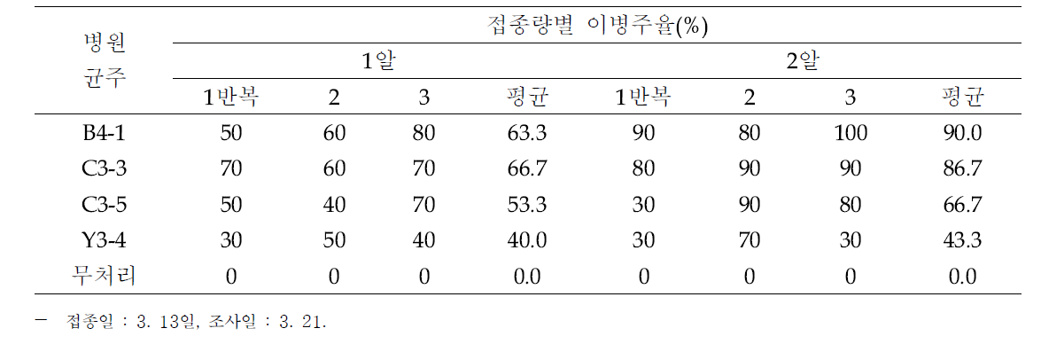 분리 균핵병균주의 접종량별 쑥부쟁이 균핵병 발생