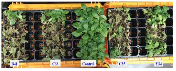 Pathogenicity of isolates on seedlings of Aster yomena in inoculation test