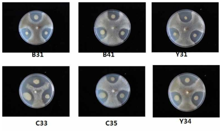 Antifungal activity of HC37 isolate on Sclerotinia minor isolates from Sclerotinia rot of Aster yomena