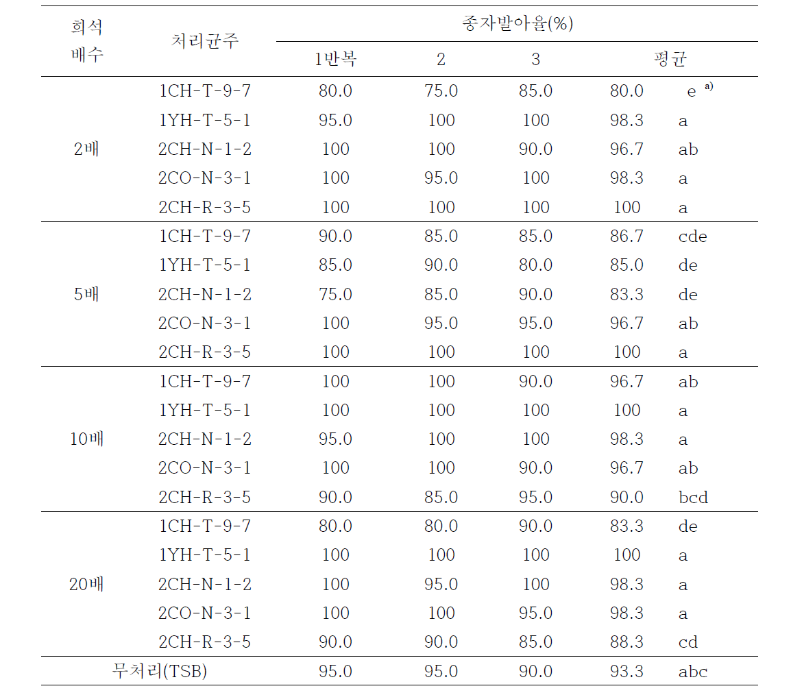 선발균주의 처리농도별 침지한 쑥부쟁이 종자 발아율