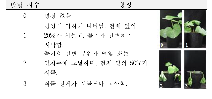 곰취 역병의 발병도 조사 기준