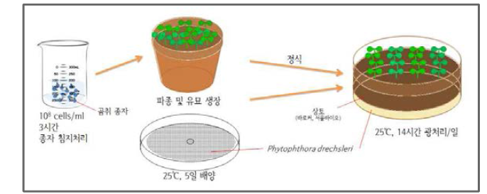 분리 균주의 곰취역병 예방 효과 실내검정