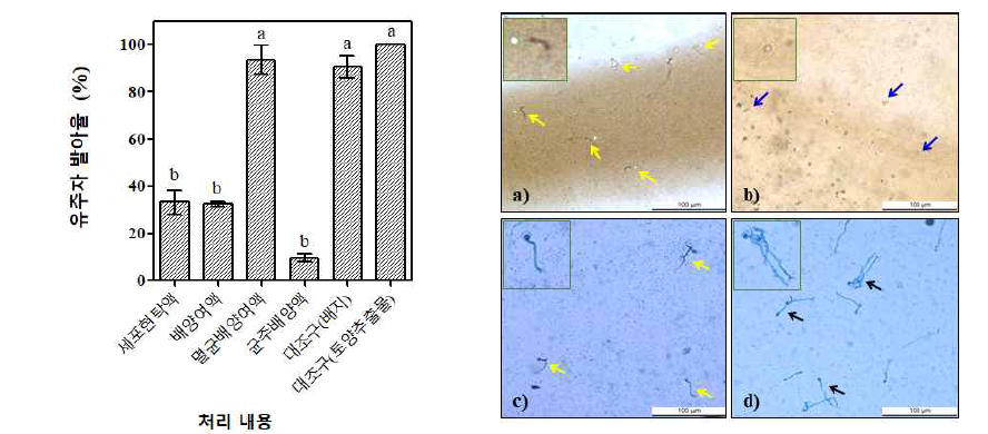 ObRS-5 균주에 의한 P. drechsleri Gcbs5-5 유주자 발아 억제 효과. (a, 1×108 cells/㎖ 농도의 세포현탁액; b, ObRS-5 균주의 TSB배양액과 c, TSB배양여액; d, 토양추출물 처리 대조구) *처리구 간 평균값의 유의차 검정은 a=0.05 수준에서 분산분석하였고, 사후검정은 p < 0.05 수준에서 던칸분석하여 나타내었음. *유주자 발아를 억제하지 않음(검정색 화살표), 약하게 억제함(노란색 화살표), 강하게 억제함(파란색 화살표)