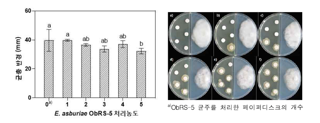 ObRS-5 균주 처리농도별 역병균에 대한 휘발성 항균활성능. *처리구 간 평균값의 유의차 검정은 a=0.05 수준에서 분산분석하였고, 사후검정은 p < 0.05 수준에서 던칸분석하여 나타내었음