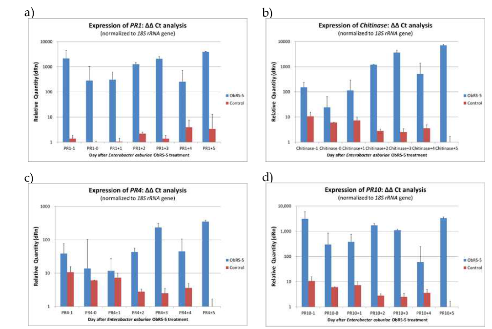 ObRS-5 균주 처리 고추의 식물 방어 유전자 발현 비교. (a, PR1; b, chitinase; c, PR4; d, PR10 유전자의 발현 비교)