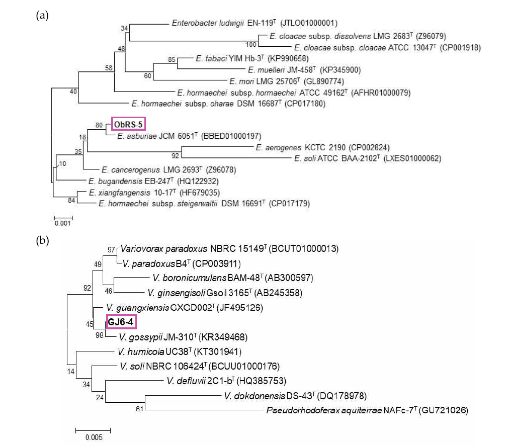 16S rRNA 유전자 서열을 이용한 선발 균주의 계통수. (a, Enterobacter asburiae ObRS-5 균주; b, Variovorax gossypii GJ6-4 균주)