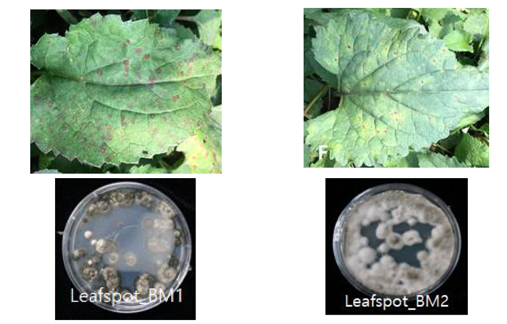 취나물 점무늬병의 병징과 분리한 균주의 PDA 배지상에서 균총