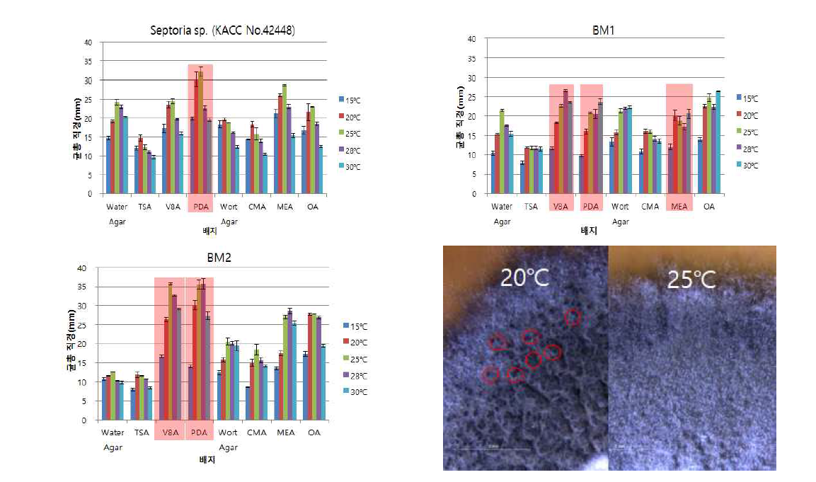 참취 점무늬병균의 온도, 배지별 균사생장 및 Septoria sp. BM2 병자각형성