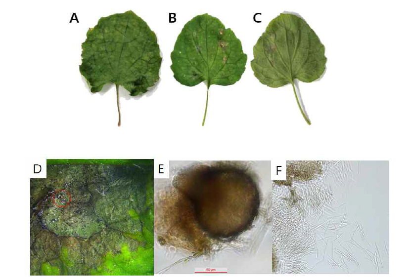 Septoria sp. BM2 균주의 점무늬병징과 병자각과 포자