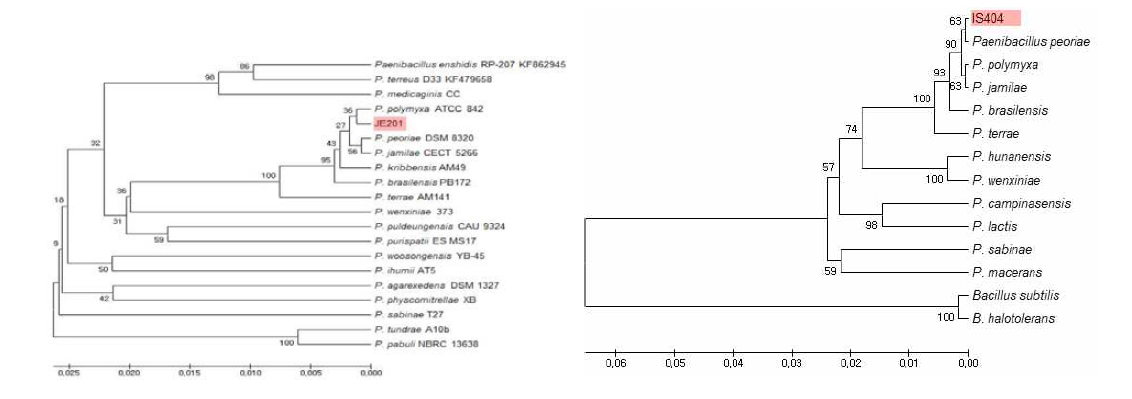 JE201과 IS404 균주의 16S rRNA seqeuence에 따른 분자계통도