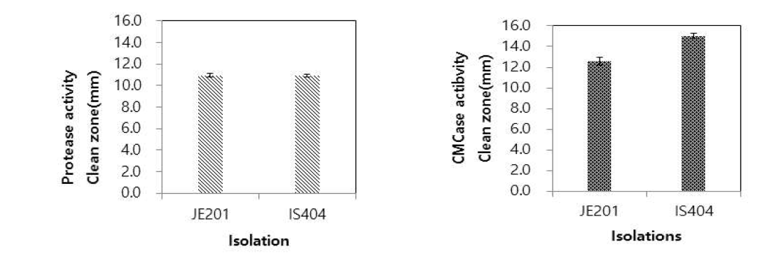 선발균주의 protease, cellulase 검정